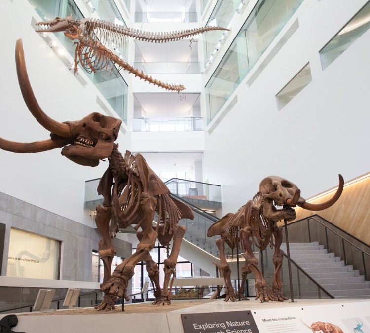 University of Michigan Museum of Natural History (Ann&nbspArbor,&nbspMI)